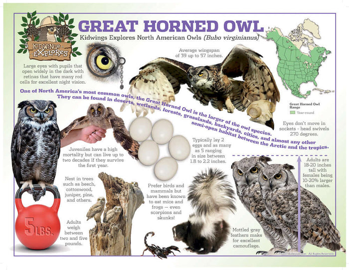 Great Horned Owl Poster