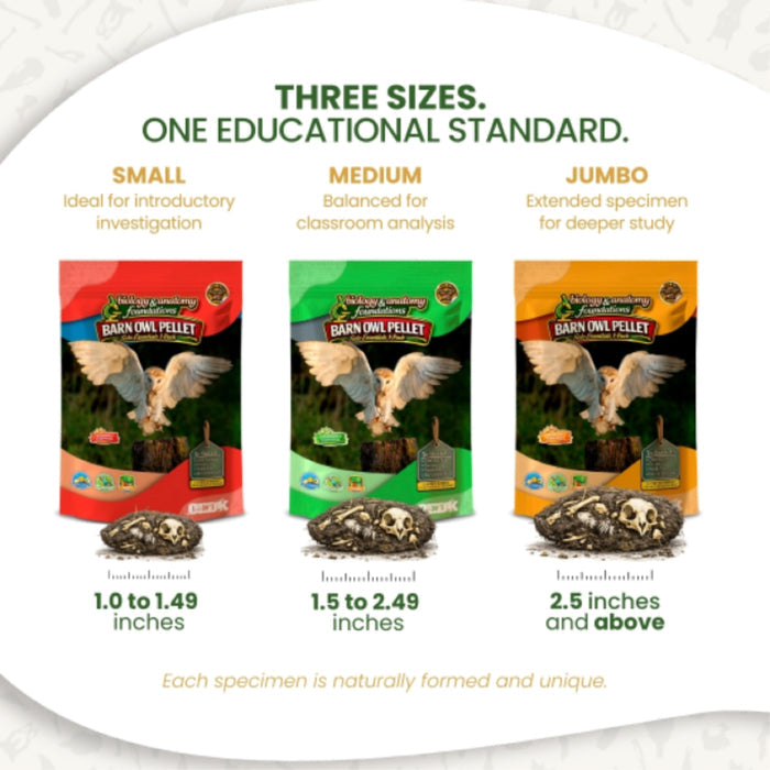 Biology & Anatomy Foundations Solo Essentials Large Sterilized Barn Owl Pellet Activity