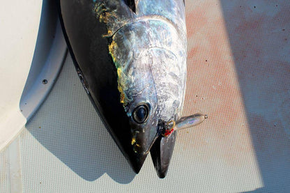 Point Jude Lures - Deep Force Slim Jig - Fish & Tackle